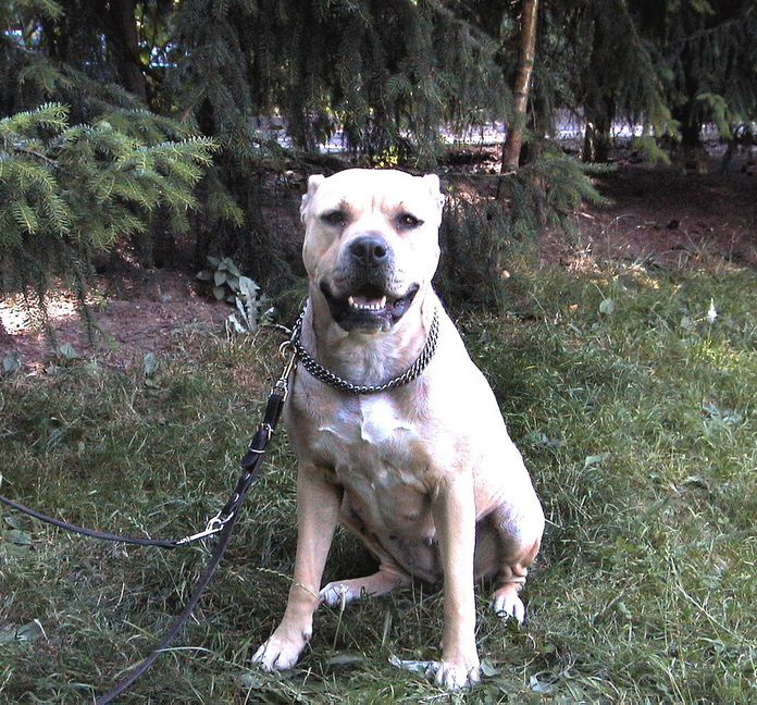 Sindelfingen: Knackige Kosten für Kampfhunde - Gemeinderat beschließt Einführung von Kampfhundesteuer von 660 Euro und Erhöhungen für alle Hunderassen / Ermäßigung durch Begleithundeprüfung entfällt. Bild: Stampe/Archiv