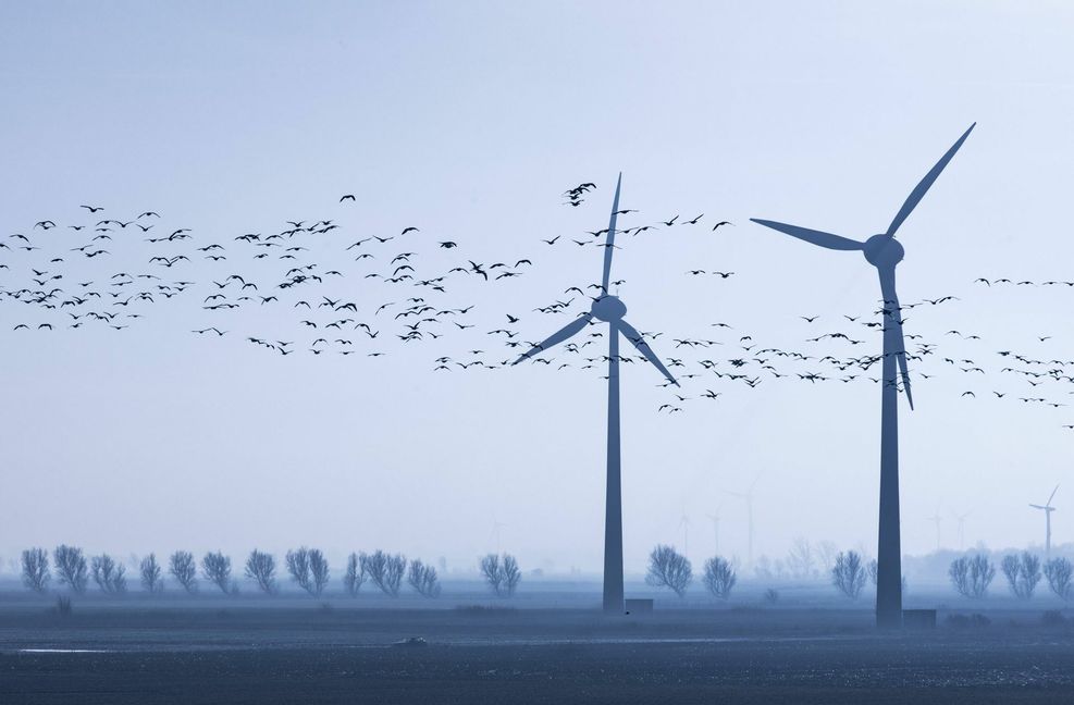 Windräder können Vögeln gefährlich werden, die die Rotoren nicht gleich erkennen. Doch ist Energieerzeugung ganz ohne Tierleid möglich?
 Foto: Imago//Jochen Tack